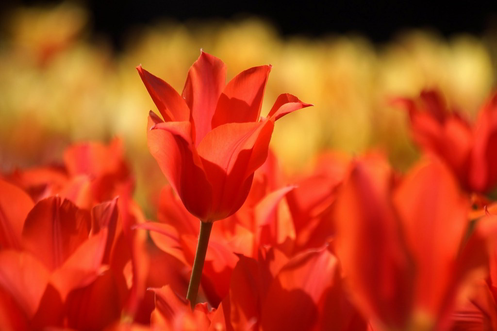 Tulipa gesneriana Cultivars / Тюльпан Геснера