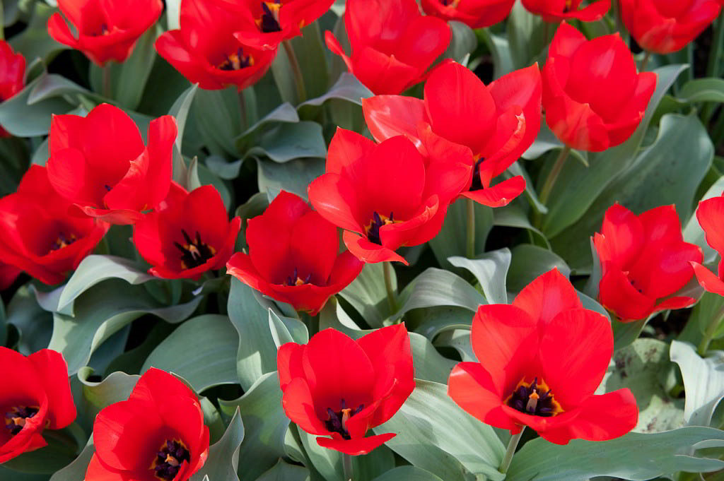 Tulipa fosteriana Cultivars / Тюльпан Фостера (сортовой)