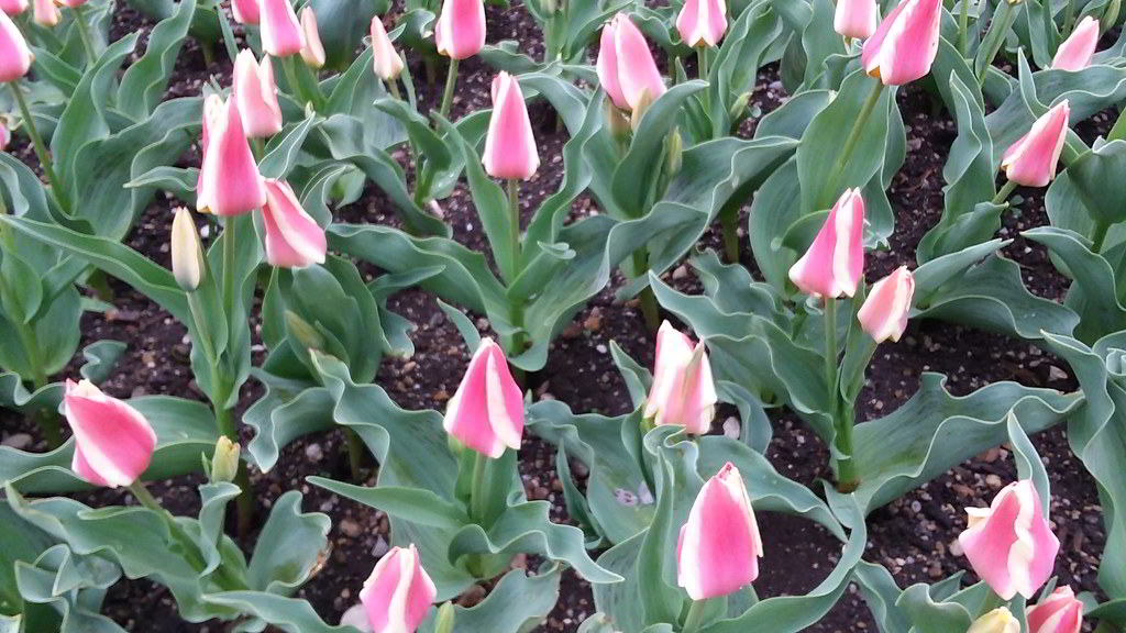 Tulipa greigii Cultivars / Тюльпан Грейга