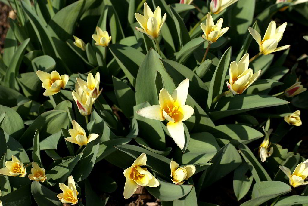 Tulipa kaufmanniana Cultivars / Тюльпан Кауфмана