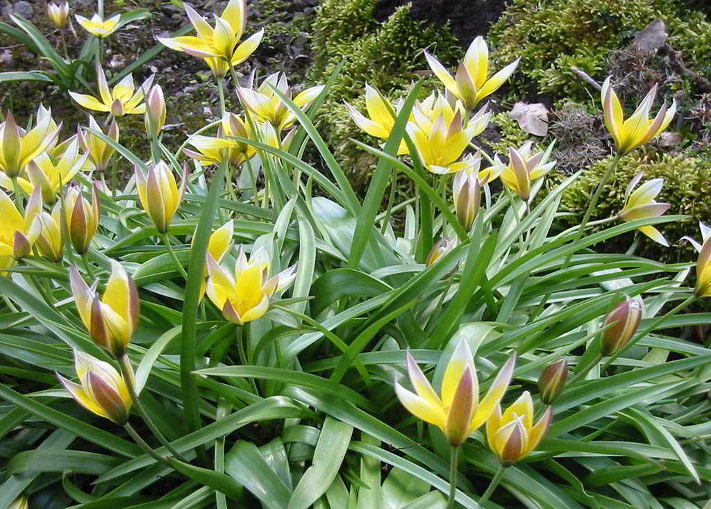 Tulipa dasystemon / Тюльпан волосистотычинковый