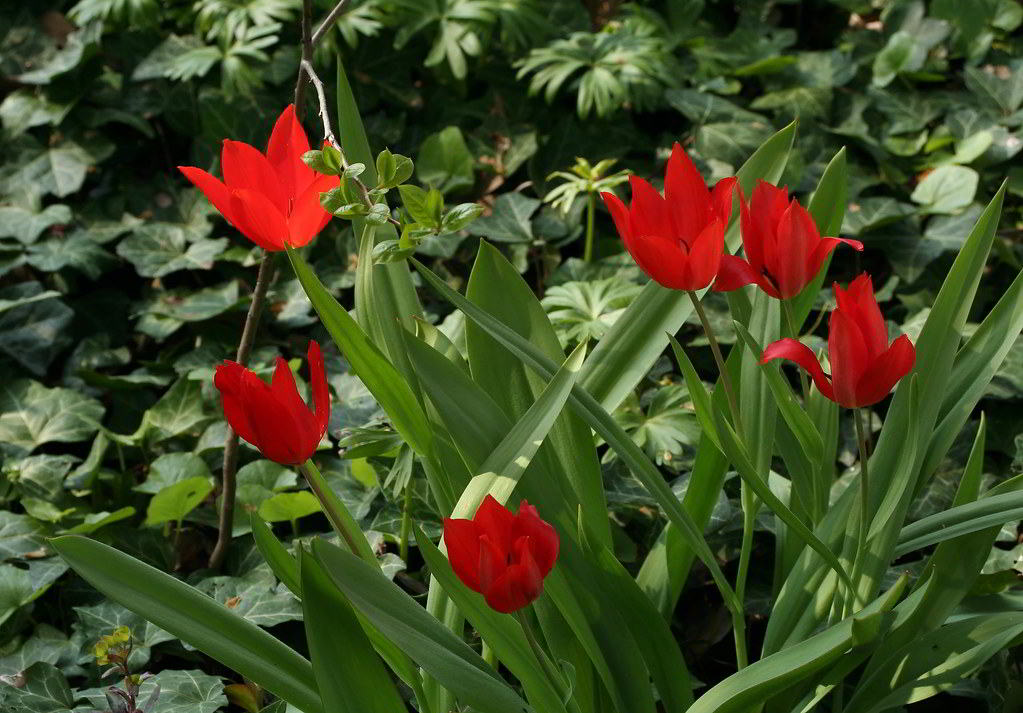 Tulipa praestans / Тюльпан превосходящий