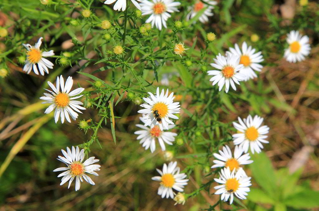 Aster ericoides / Астра вересковая