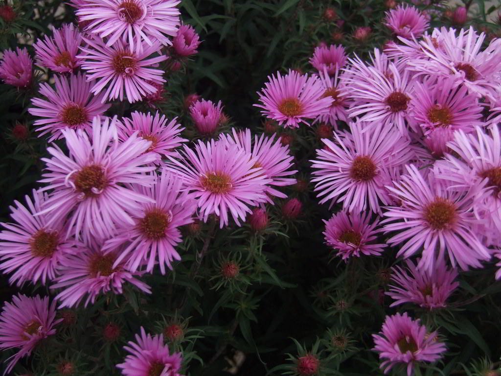 Aster novae-angliae / Астра новоанглийская (американская)