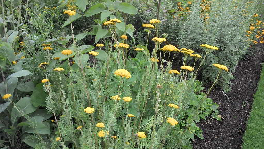 Achillea filipendulina / Тысячелистник таволговые