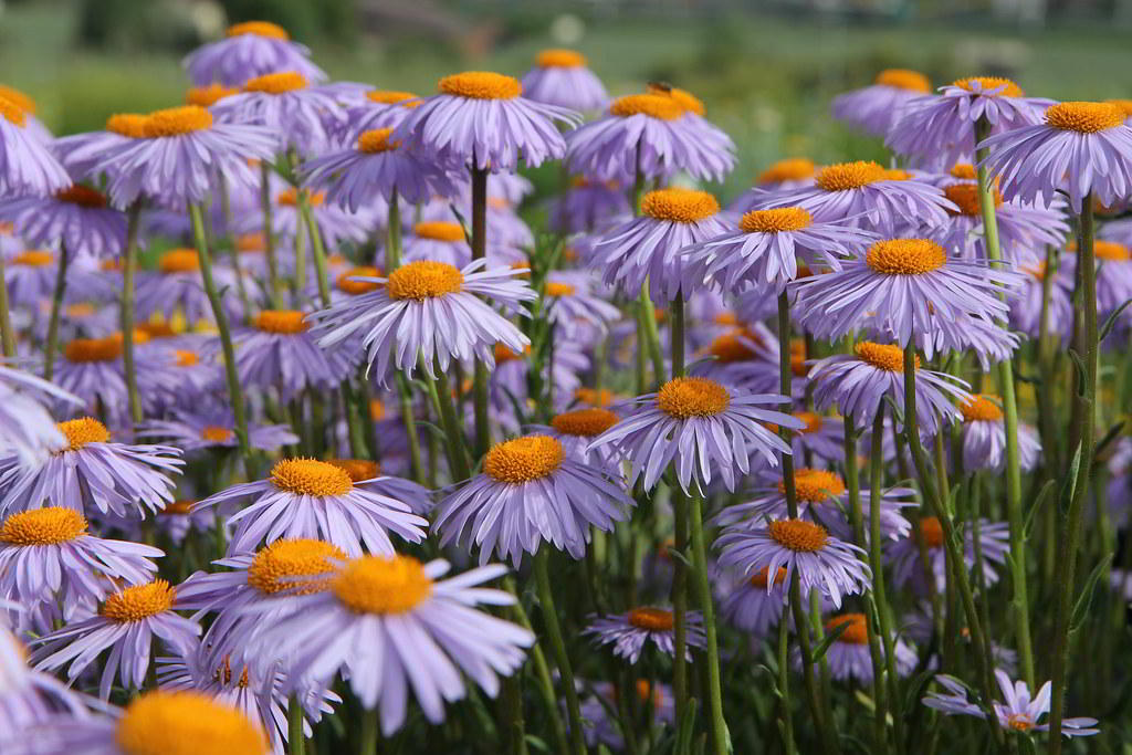 Aster tongolensis / Астра тонгольская, голубая