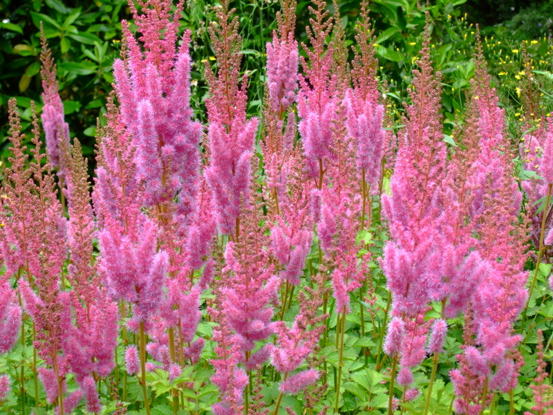 Astilbe chinensis var. pumila / Астильба китайская