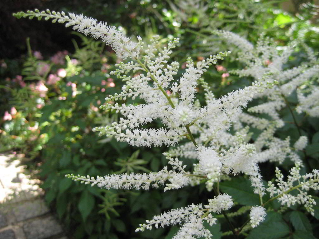 Astilbe japonica / Астильба японская