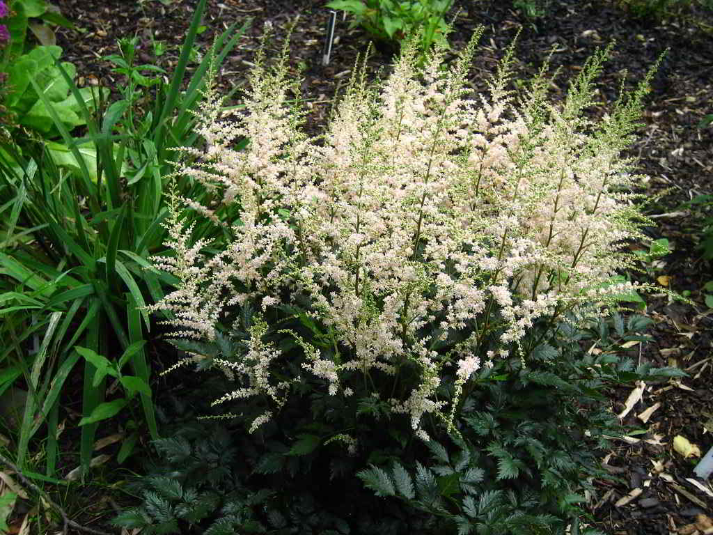 Astilbe simplicifolia «Sprite» / Астильба простолистная «Sprite»