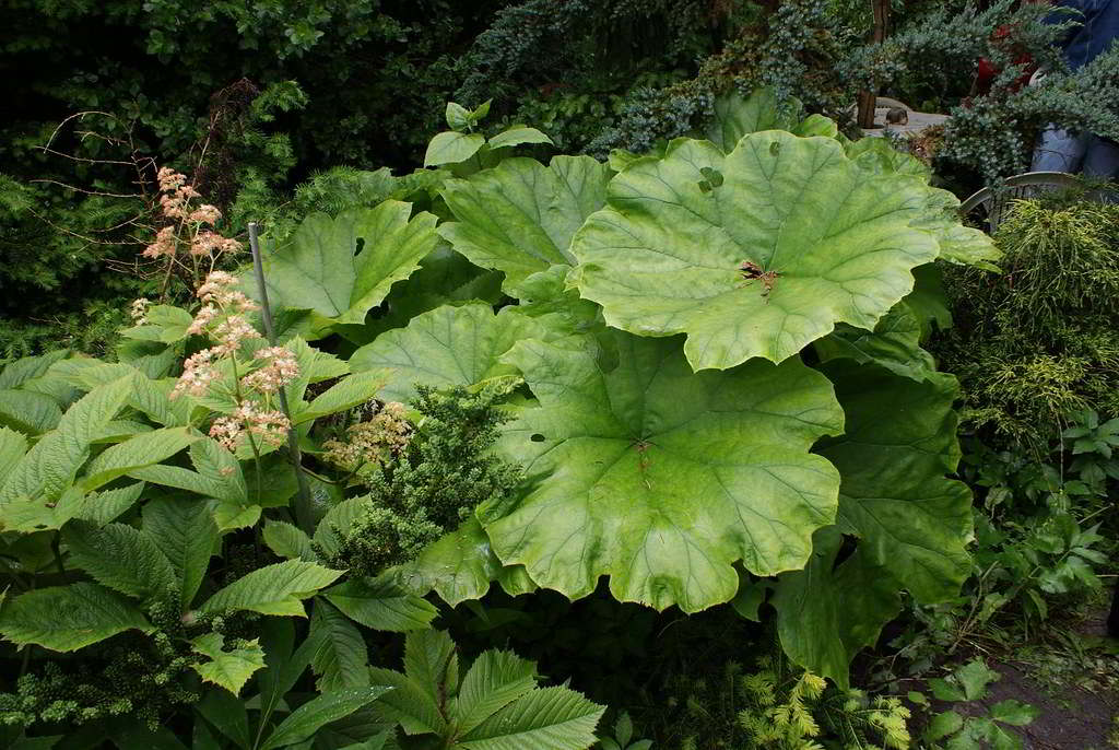 Astilboides tabularis / Астильбоидес пластинчатый