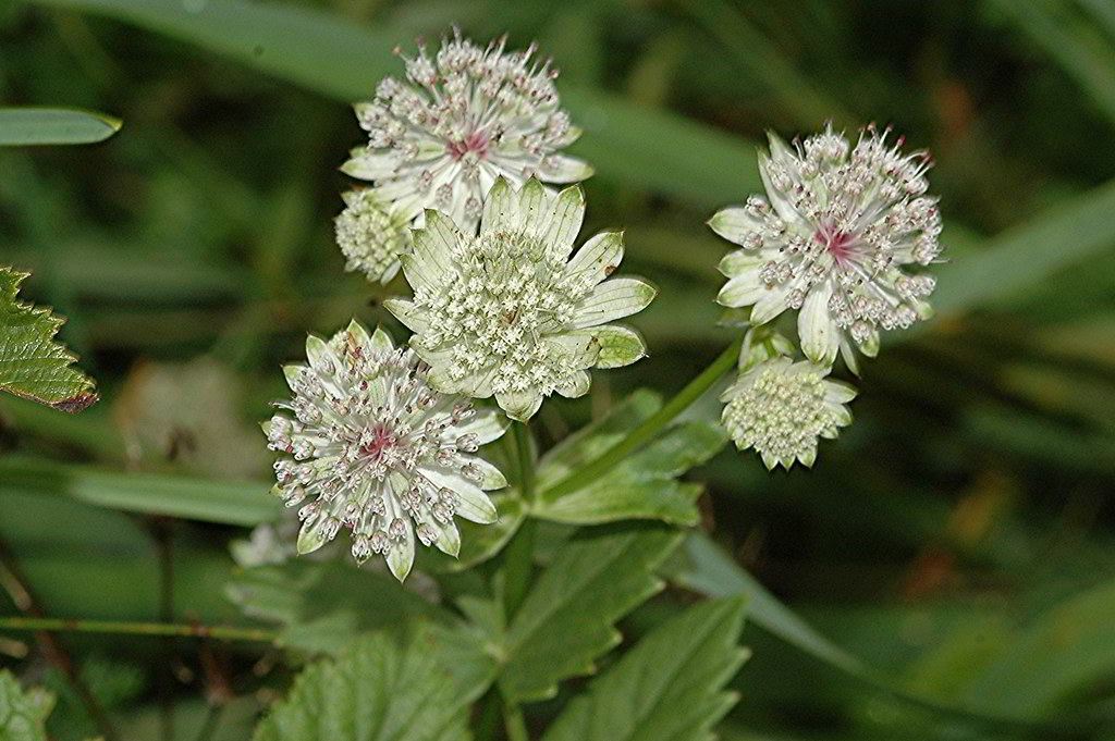 Astrantia major subsp. major / Астранция крупная, звездовка