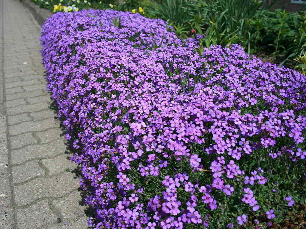 Aubrieta Cultivars / Обриета гибридная