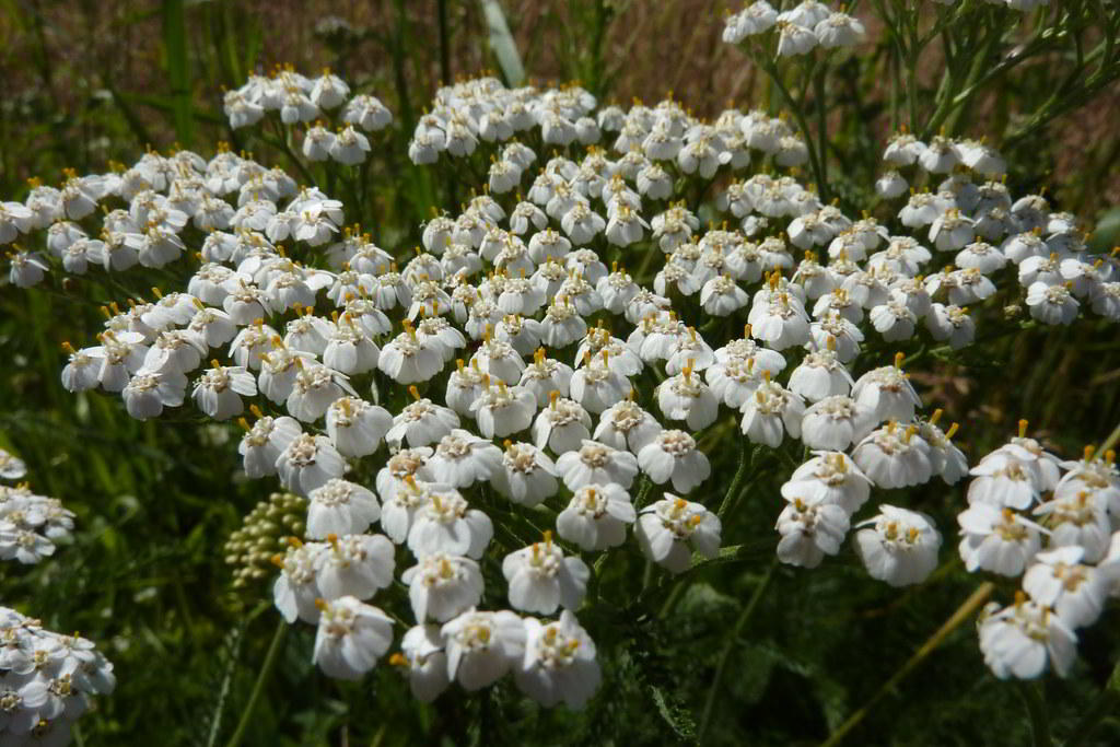 Achillea millefolium / Тысячелистник обыкновенный