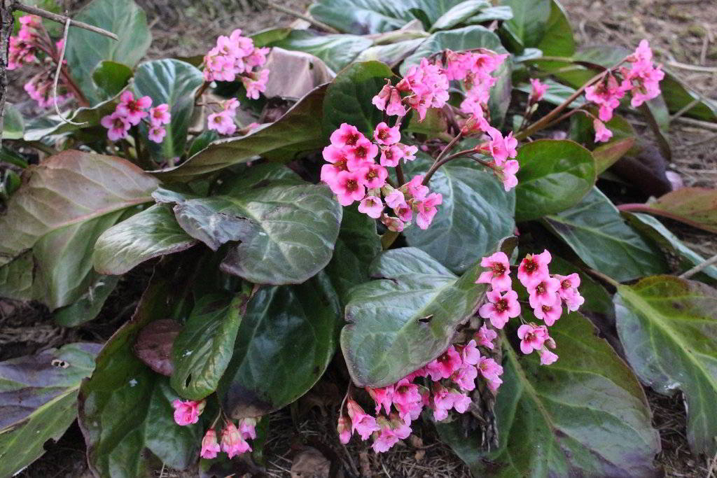 Bergenia Cultivars / Бадан гибридный