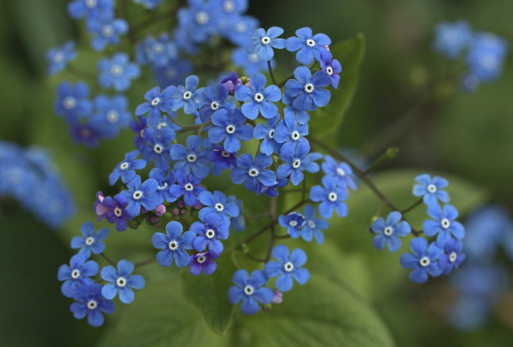 Brunnera macrophylla / Бруннера крупнолистная