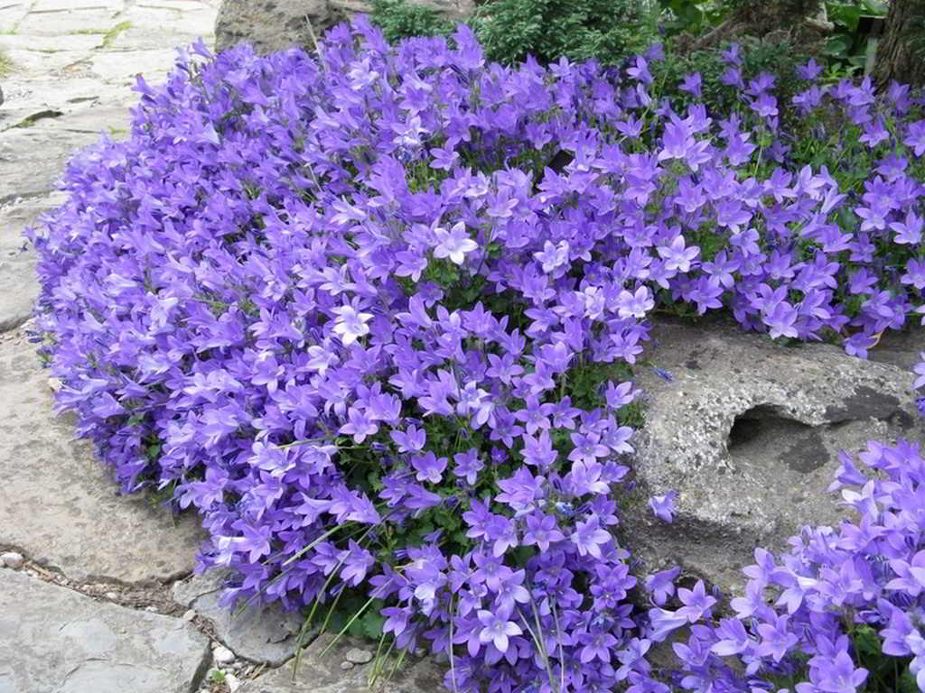 Campanula «Birch Hybrid» / Колокольчик (кампанула) гибридный «Birch Hybrid»