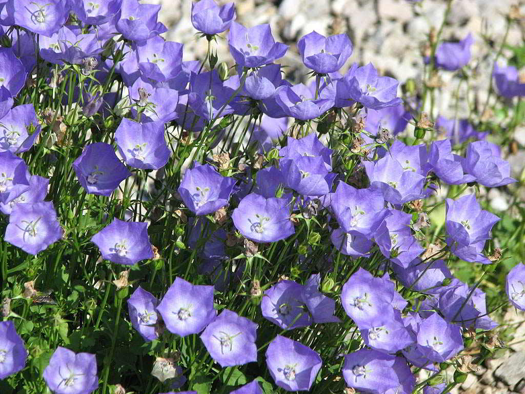 Campanula carpatica var. carpatica / Колокольчик (кампанула) карпатский