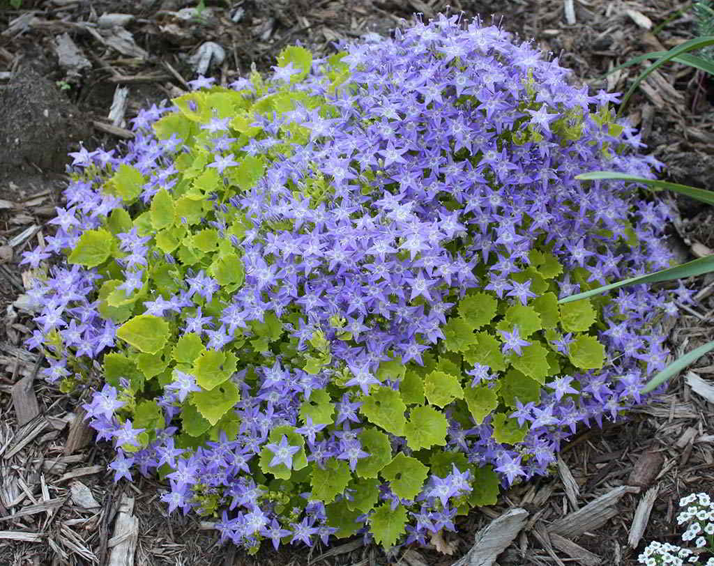 Campanula garganica / Колокольчик (кампанула) гарганский