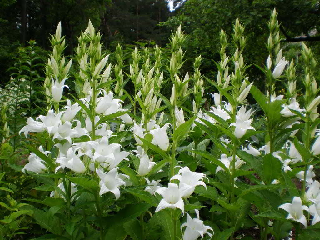 Campanula latifolia var. macrantha / Колокольчик (кампанула) широколистный