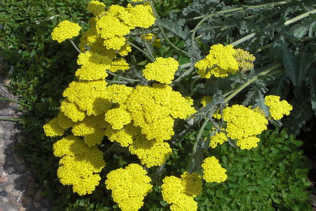 Achillea «Moonshine» / Тысячелистник «Moonshine»