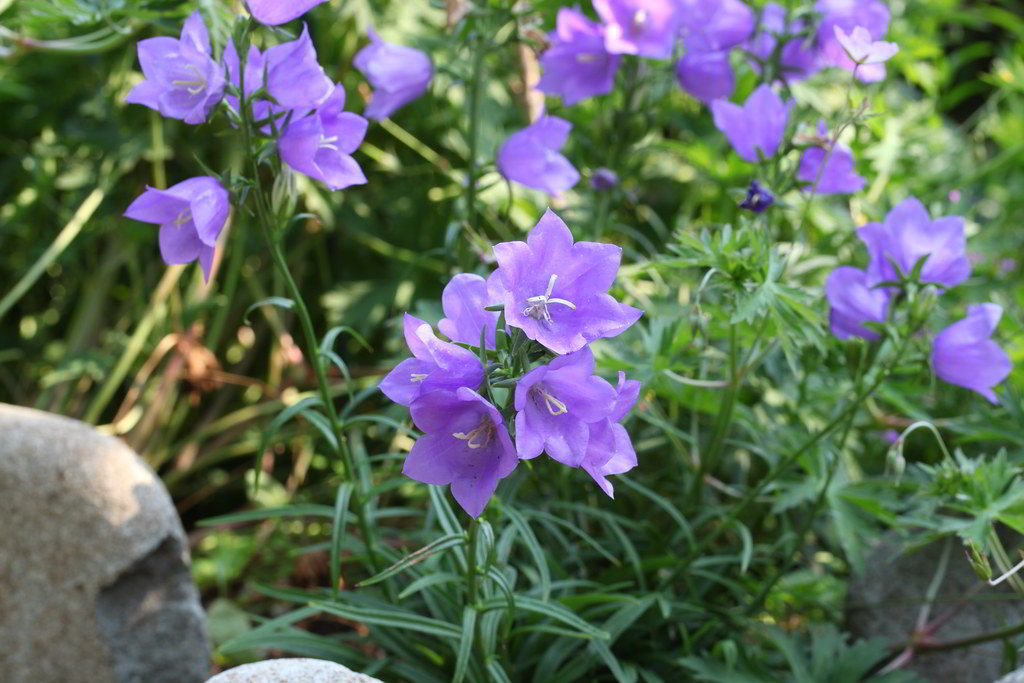 Campanula persicifolia subsp. persicifolia / Колокольчик (кампанула) персиколистный