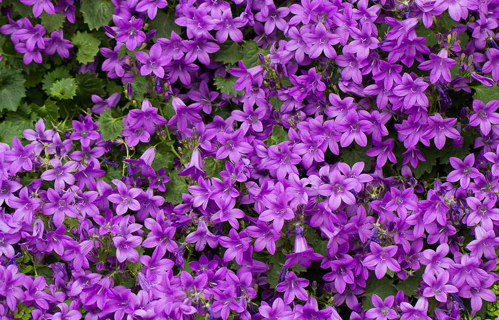 Campanula portenschlagiana / Колокольчик (кампанула)  Портеншлага