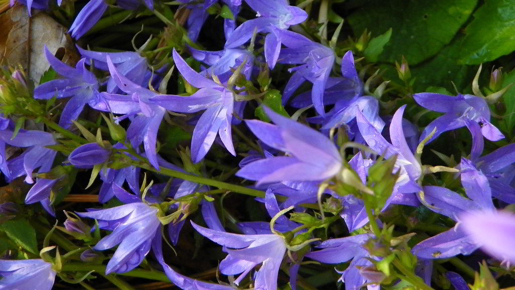 Campanula poscharskyana «Blue Gown» / Колокольчик (кампанула) Пожарского «Blue Gown»