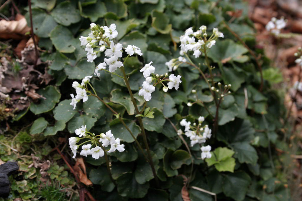 Cardamine trifolia / Сердечник трёхлистный