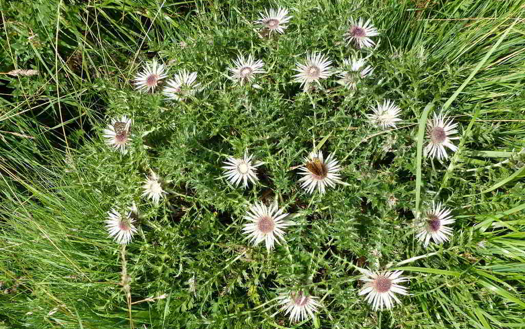 Carlina acaulis subsp. caulescens / Колючник бесстебельный