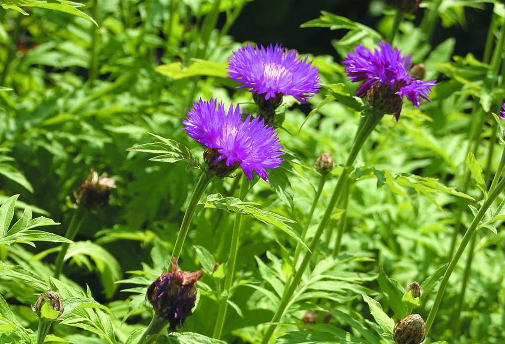 Centaurea dealbata «Steenbergii» / Василёк подбелённый «Steenbergii»