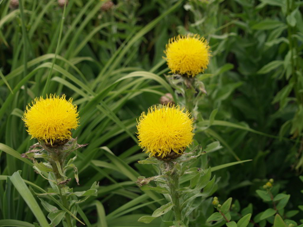 Centaurea macrocephala / Василёк крупноголовый