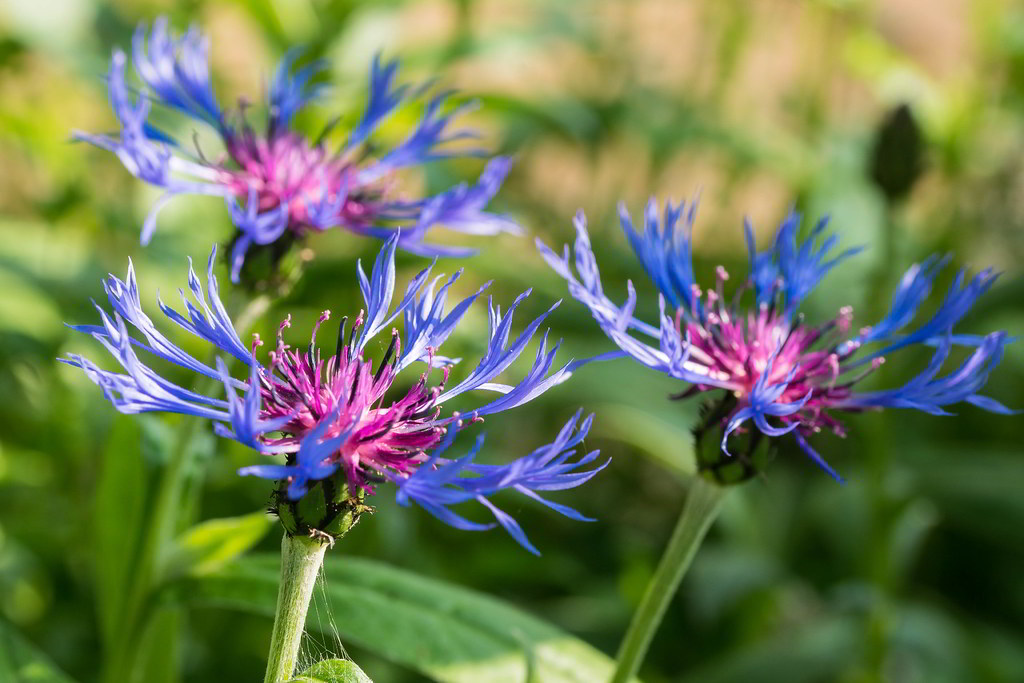 Centaurea montana / Василёк горный