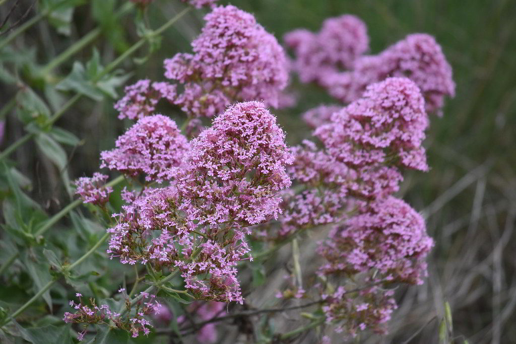 Centranthus ruber / Кентрантус красный, красная валериана