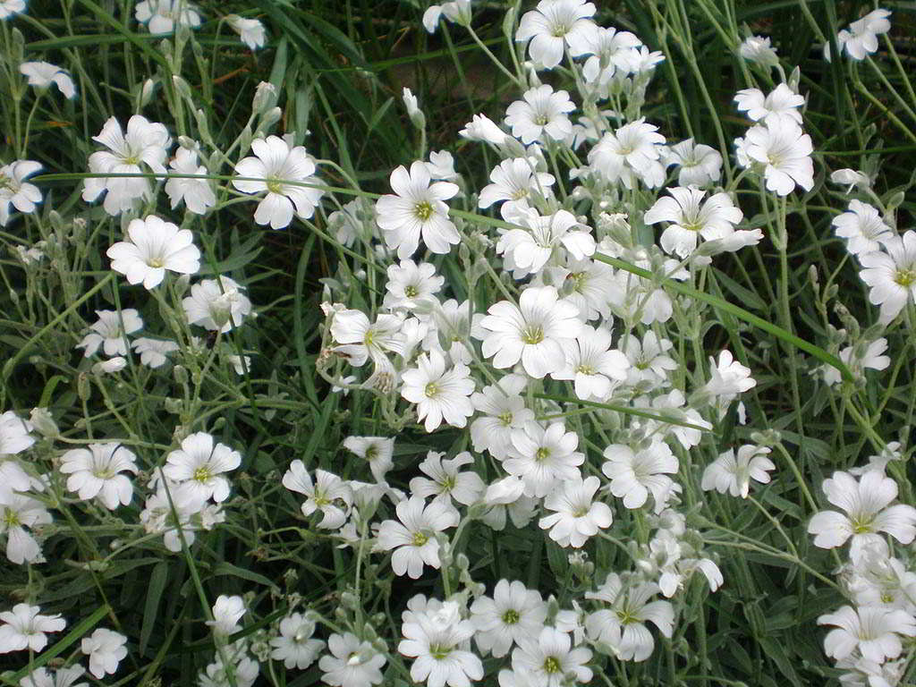 Cerastium tomentosum var. columnae / Ясколка войлочная