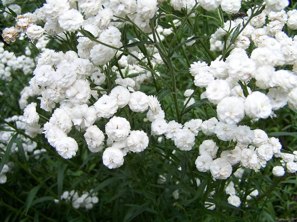 Achillea ptarmica «The Pearl» / Тысячелистник птармика «The Pearl», жемчужница