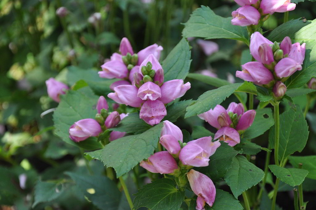 Chelone obliqua / Хелона косая