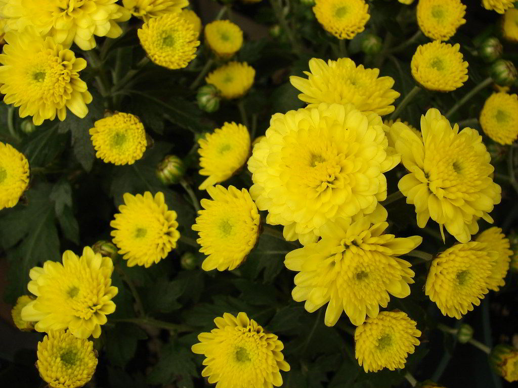 Chrysanthemum x grandiflorum / Хризантема крупноцветковая