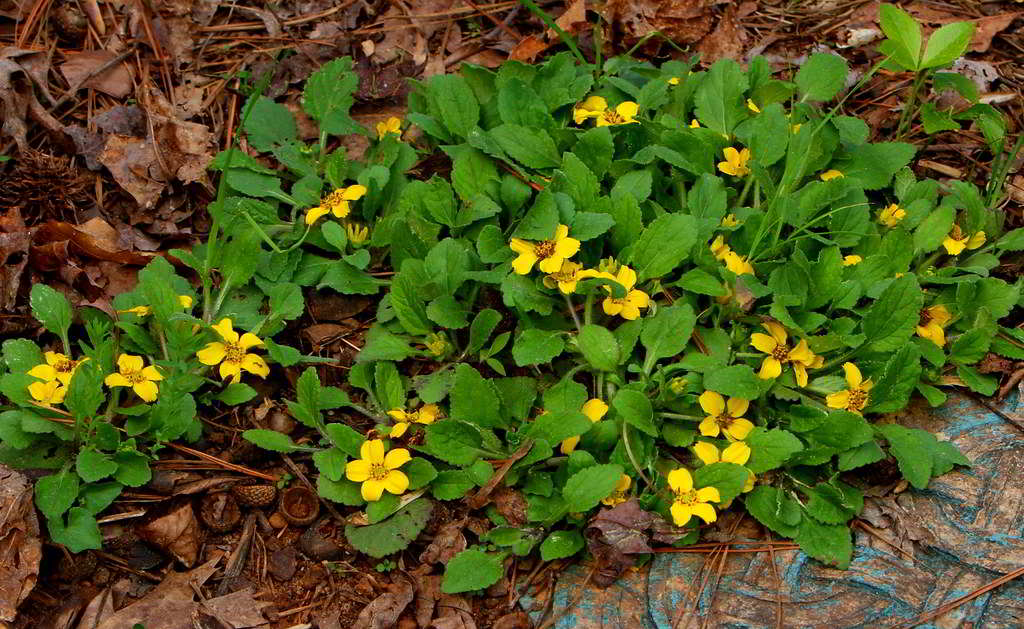 Chrysogonum virginianum / Хризогонум виргинианум