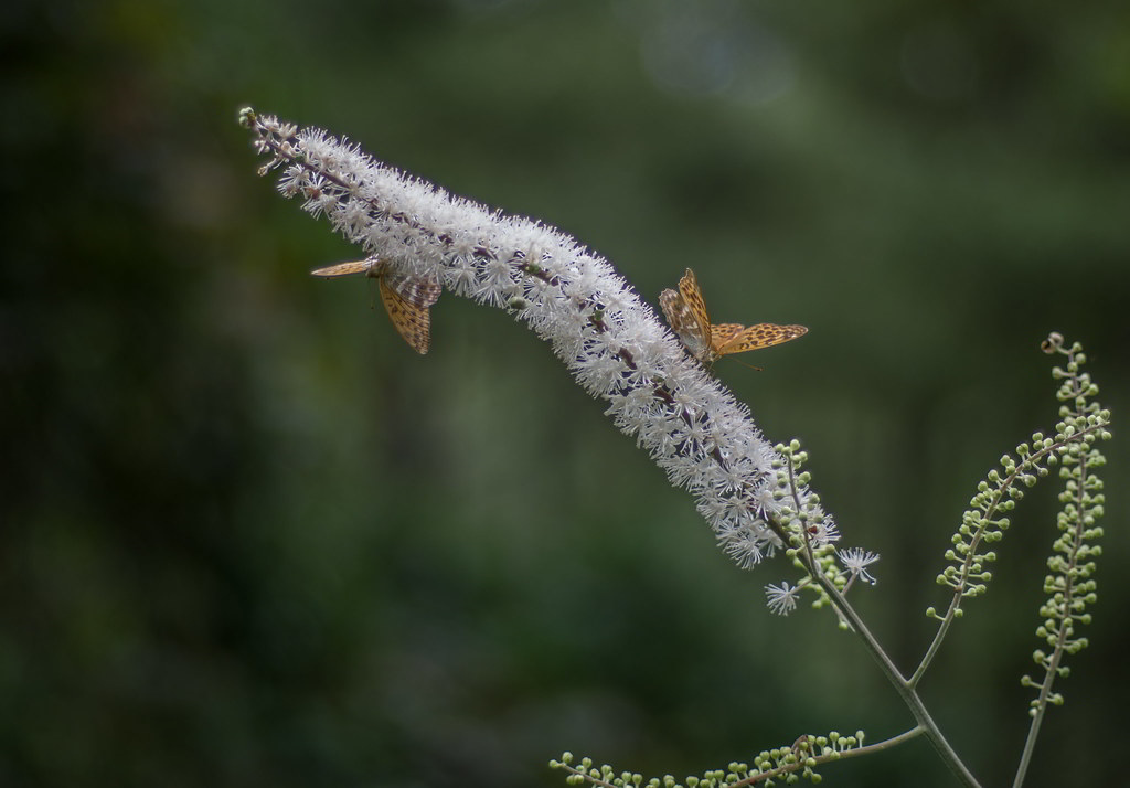 Cimicifuga simplex / Клопогон простой