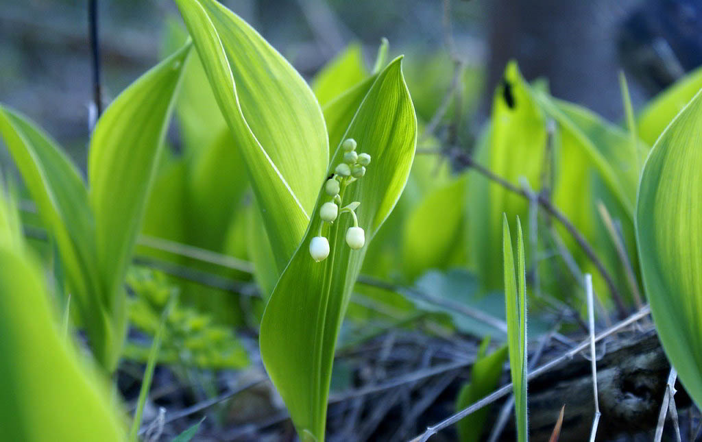 Convallaria majalis / Ландыш майский