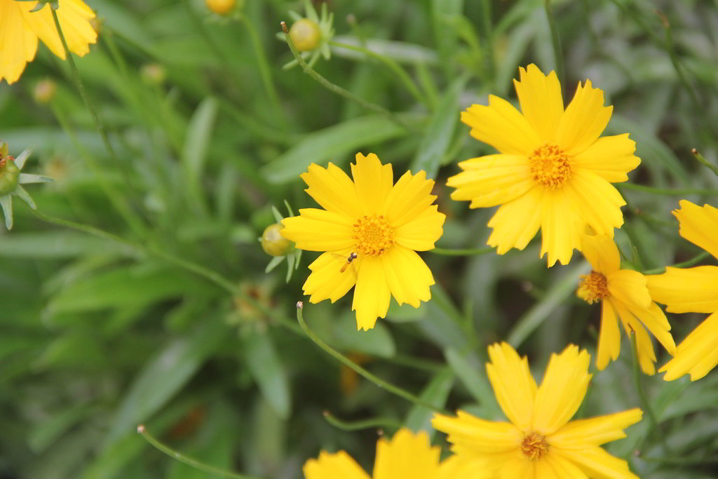 Coreopsis grandiflora «Badengold» / Кореопсис крупноцветковый «Badengold»