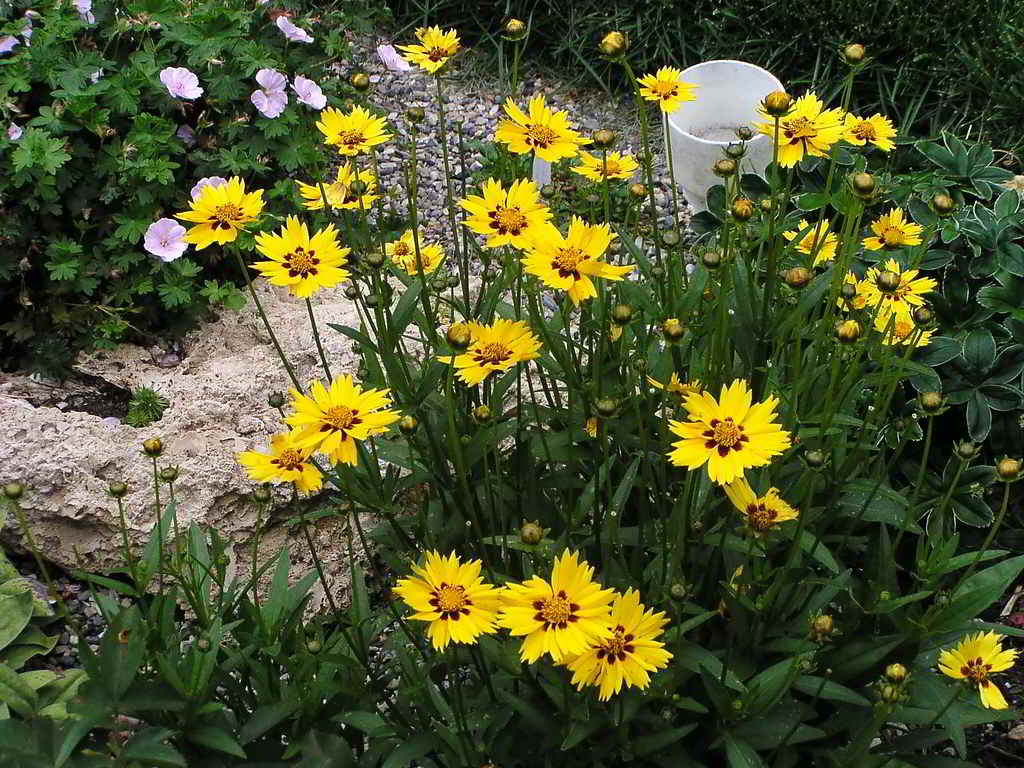 Coreopsis lanceolata «Sterntaler» / Кореопсис ланцетовидный «Sterntaler»