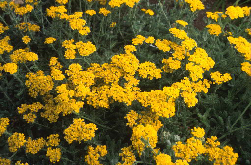 Achillea tomentosa / Тысячелистник войлочный