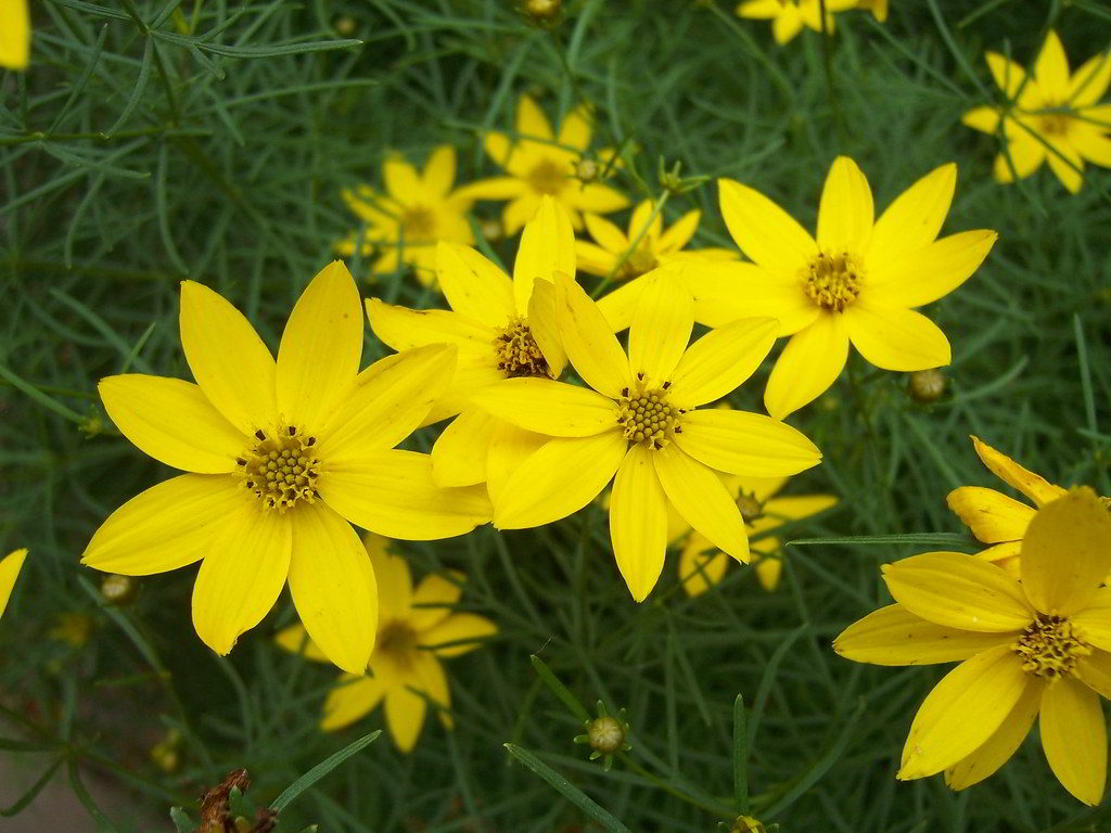 Coreopsis verticillata / Кореопсис мутовчатый