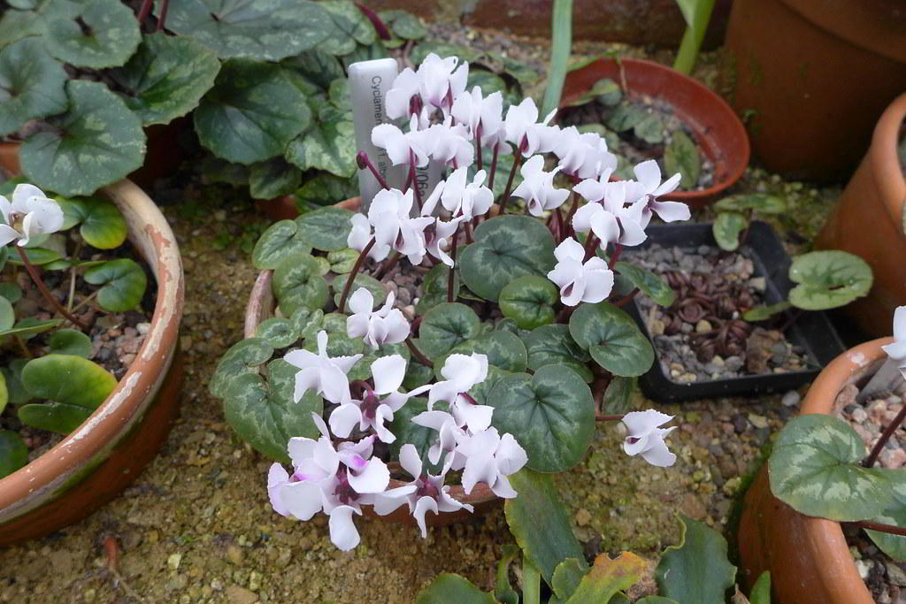 Cyclamen coum subsp. coum / Цикламен кавказский