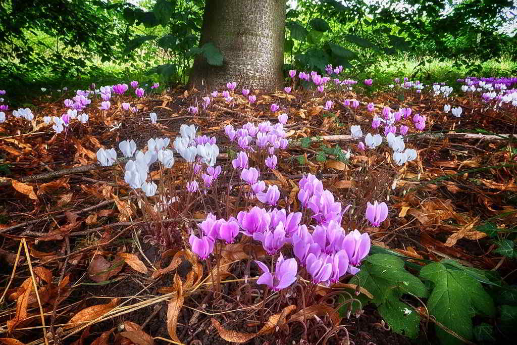 Cyclamen hederifolium / Цикламен плющелистный, неаполитанский