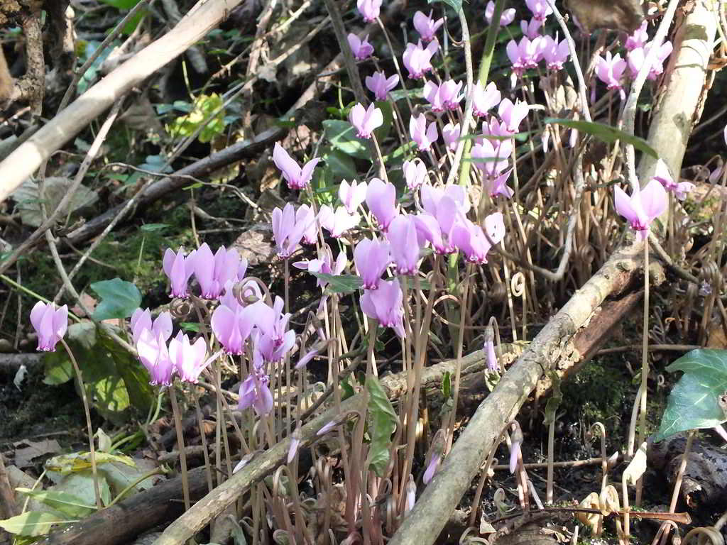 Cyclamen purpurascens subsp. purpurascens / Цикламен пурпурный