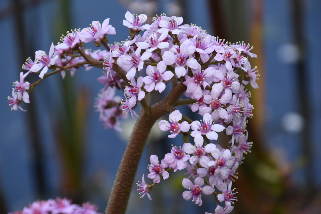 Darmera peltata / Дармера щитовидная, пельтифиллум