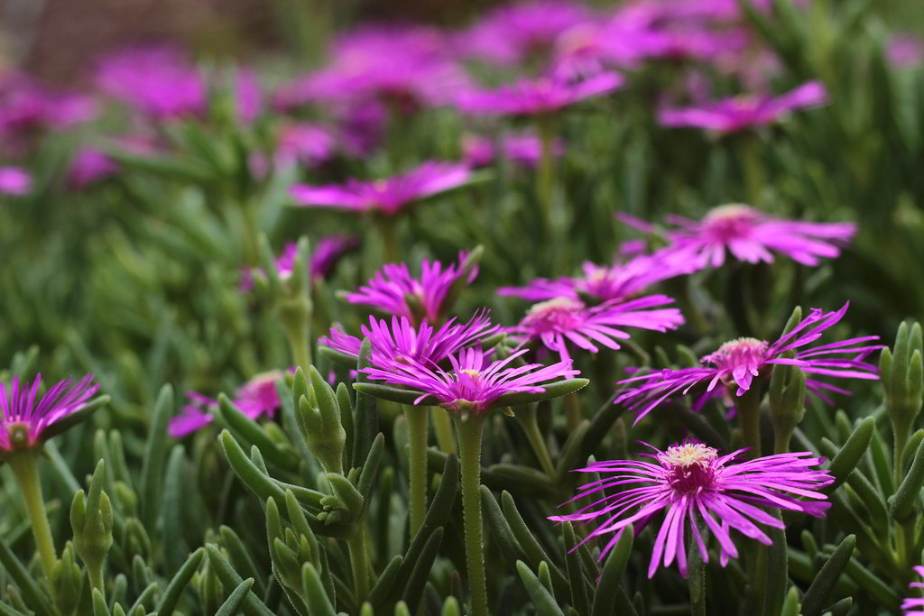 Delosperma cooperi / Делосперма Купера