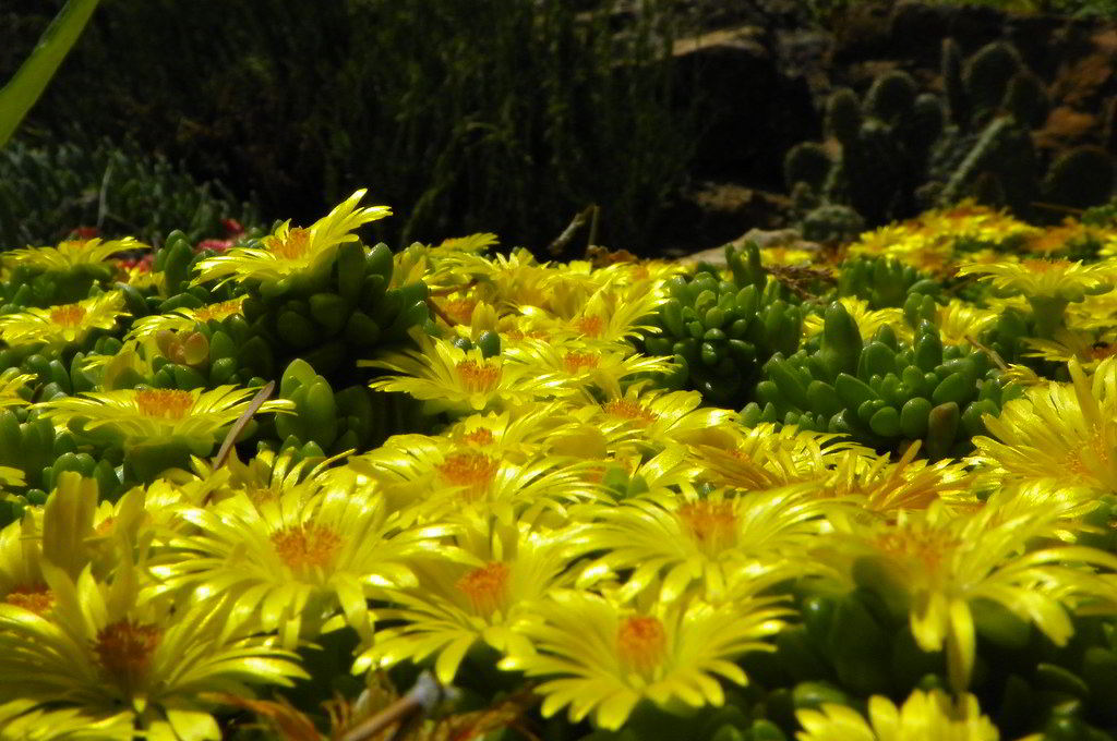 Delosperma nubigenum / Делосперма облачная